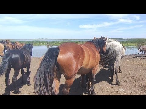 Видео: Ожеребилась Ласточка.| Рабочие будни пастуха.