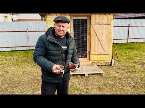 Видео: Голуби Николаевские в эвакуации (первый полет)