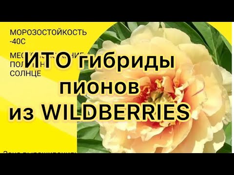 Видео: Распаковка посылки с корнями ИТО пионов из Wildberries. Октябрь 2023г., Самара