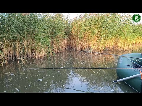 Видео: РЫБИНЫ ОТРЫВАЮТ КРЮЧКИ! РЫБАЛКА В КАМЫШАХ, УДОЧКА В ДУГУ, КАРП, САЗАН, ЛИНЬ, С НОЧЕВКОЙ НА НЕМЕЦКОМ