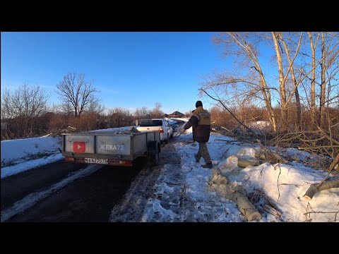Видео: Пилим тополь на дрова  развеем миф про тополь