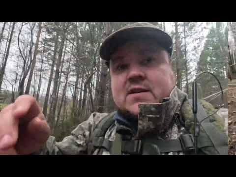 Видео: Охота на медведя с лайками )