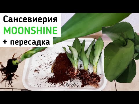 Видео: САНСЕВИЕРИЯ Лунный свет. Посадка, пересадка сансевиерии, полив, уход. SANSEVIERIA Moonshine