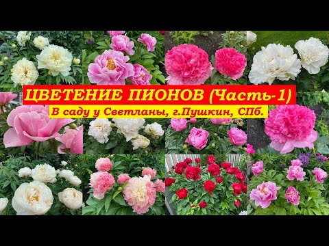 Видео: Цветение пионов.Часть-1 (В саду у Светланы, г.Пушкин, СПб.)