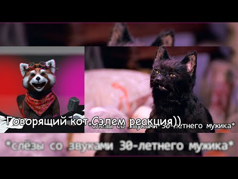 Видео: Если бы кошки могли говорить. Кот Сэлем!| реакция Red Panda