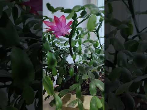 Видео: 152. Г. Жолбунова