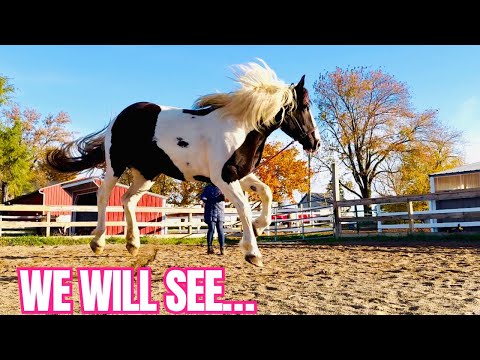 Видео: Станет ли моя амишская пахотная лошадь хорошей верховой лошадью? Первые занятия с Жизель
