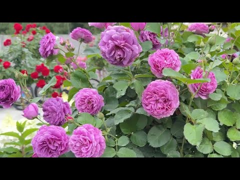 Видео: МОЩНЫЙ КУСТ РОЗЫ ЗА 1 МЕСЯЦ !