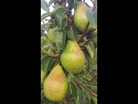 Видео: Сад груші  у Тульчинському районі