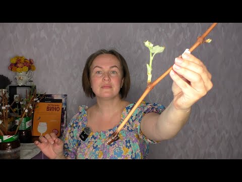 Видео: Проблемы при укоренении черенков винограда. Почка раскрылась, а корней нет