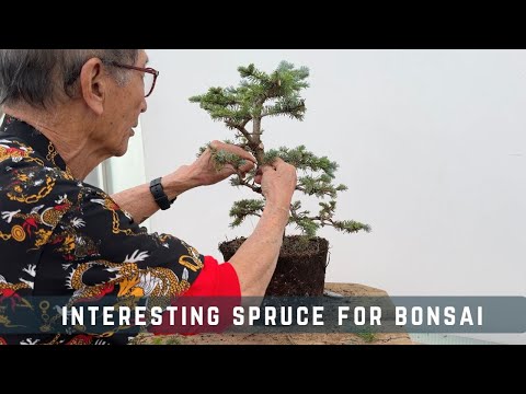 Видео: Интересная ель для бонсай