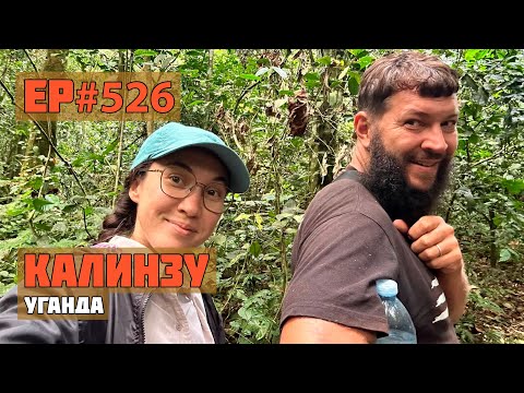 Видео: 526. В поисках Шимпанзе в дикой природе.