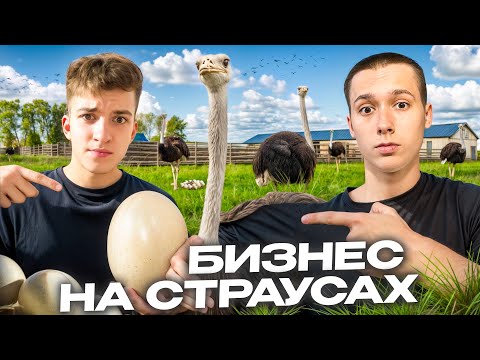 Видео: Бизнес на страусах: сколько реально зарабатывают фермеры