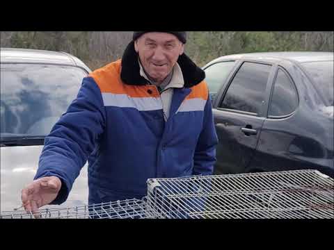 Видео: Сельские голуби. Ярмарка голубей,кур, кроликов.2 часть г Светлоград.