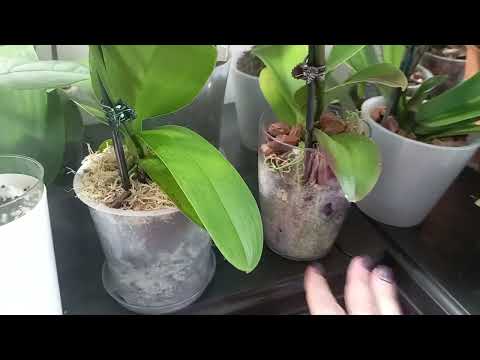 Видео: Новинки 2025.Биглипы сказочной красоты. 