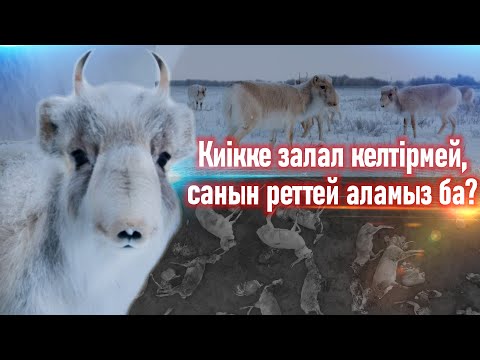 Видео: Киік экологиясы