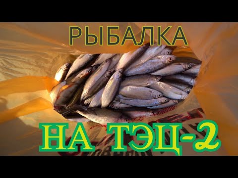 Видео: Рыбалка на поплавок и фидер.Смоленск ТЭЦ-2