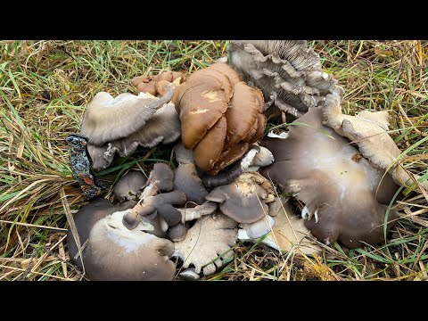 Видео: Собираем вешенку на тополе и орехе. 4,5 кг с двух деревьев! И снова экстремально😬