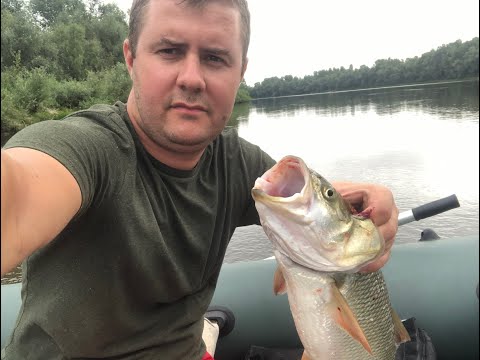 Видео: Две ночи на Десне с палаткой 2022,  такого  жереха я ещё не ловил. Киевская обл.