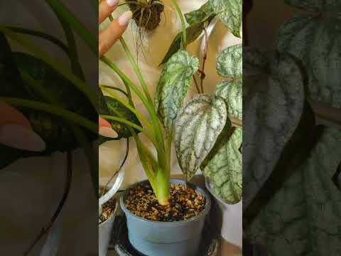 Видео: Обзор моих растений. Часть 2 🌿 #monstera #tillandsia #philodendron #urbanjungle #plants #garden