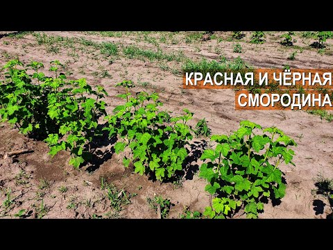 Видео: Красная и черная смородина. Фермерское хозяйство Стрелецкий