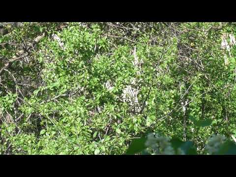 Видео: Сирень