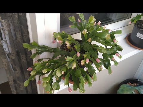 Видео: Обзор моих декабристов. Пышные кусты декабристов, как мне удалось этого добиться.