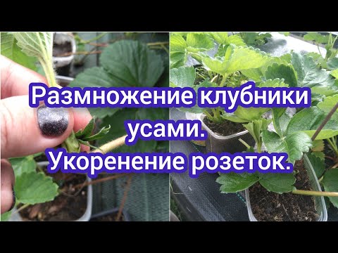 Видео: Урок 45. Размножение клубники усами. Укоренение розеток. #выращиваниеклубники