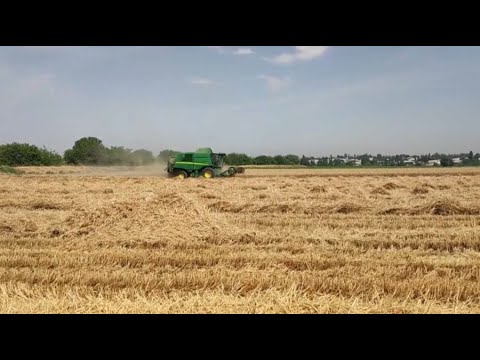Видео: Қазақтың астығына сұраныс артты