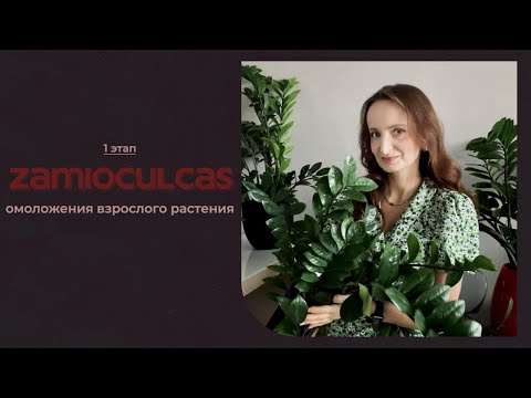 Видео: ЗАМИОКУЛЬКАС. Омоложение взрослого растения.