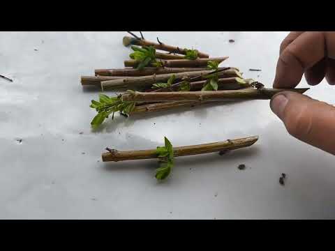 Видео: Черенкование ивы Хакуро Нишике весной 🌿