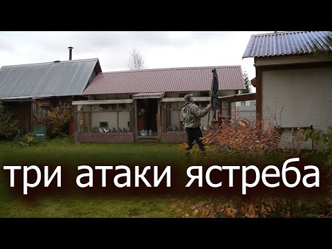 Видео: Ястреб в небе
