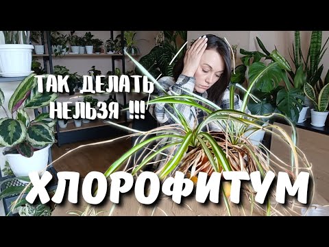 Видео: Этот Хлорофитум пережил многое... Пересадка с юмором и пользой!
