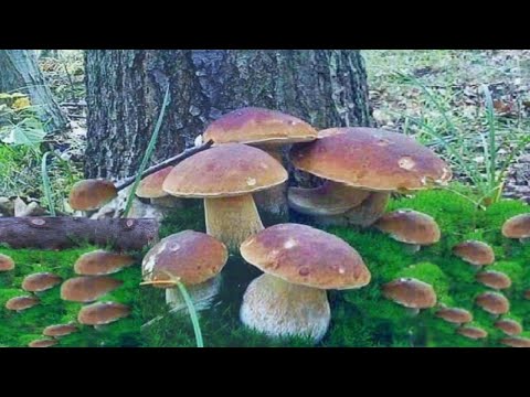 Видео: Грибы 2025 🌕 ШОК!! СЕГОДНЯ! ИДЕАЛЬНЫЕ белые грибы 🌕 ОЧЕНЬ БОЛЬШИЕ - Збір грибів в лесу