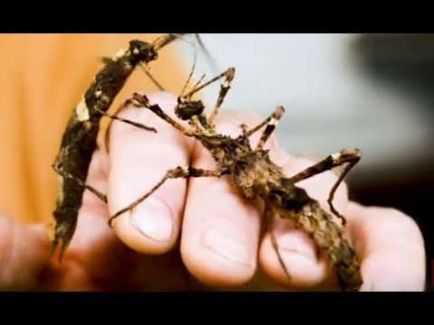 Видео: Палочники, маскировка и камуфляж