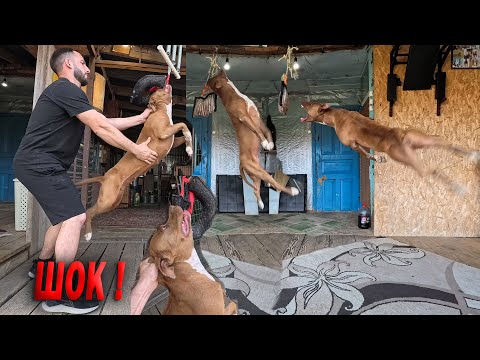 Видео: ШОК !!! Питбуль Линда впервые на таких занятиях !!! Что она творит !!!