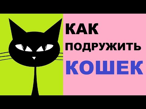 Видео: Как подружить кошек – советы владельцам