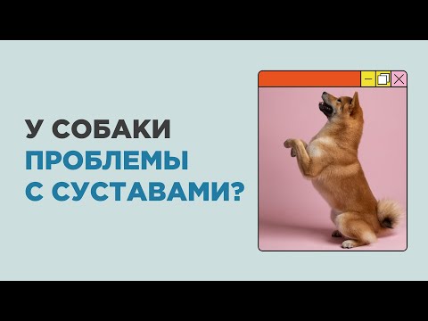 Видео: Как понять, что у собаки проблемы с суставами? Собака стала хромать?