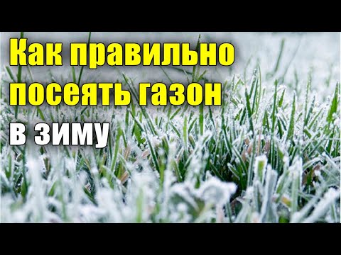 Видео: Как правильно посеять газон в зиму? Посев газона осенью.  Подзимний посев.