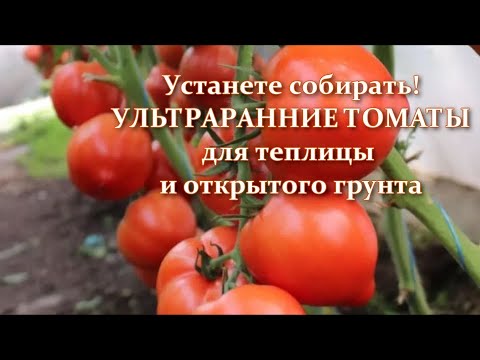Видео: Ультраранние и ранние сорта и гибриды томатов для теплиц. Самые урожайные высокорослые томаты