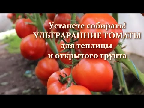 Видео: Ультраранние и ранние сорта и гибриды томатов для теплиц. Самые урожайные высокорослые томаты