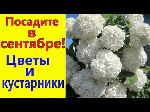 Видео: Что посадить в СЕНТЯБРЕ? Цветы и кустарники, которые можно сажать осенью.