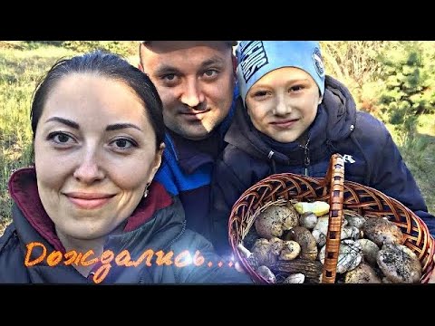 Видео: Маслята появились. Ура!