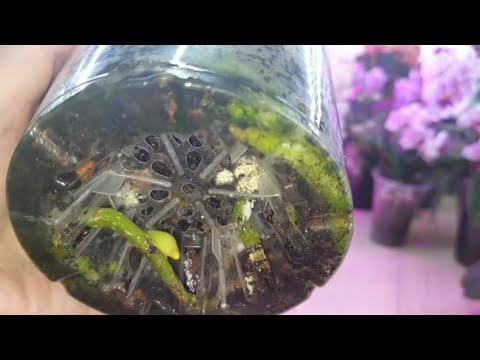 Видео: Грибница в горшке у орхидеи Фаленопсис. Опасно ли это и что делать...