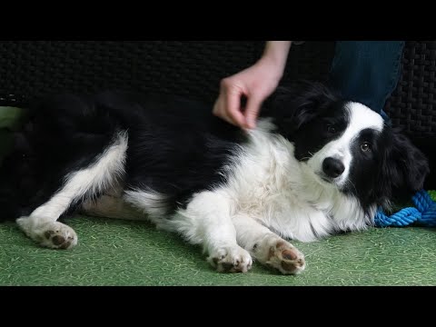 Видео: ДТ-243. Индивидульная консультация с бордер-колли - рык на хозяйку.