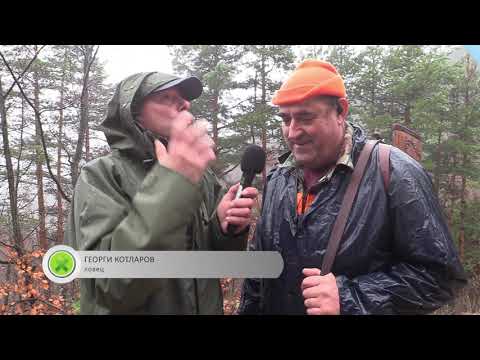 Видео: Лов за диво прасе в село Върбина