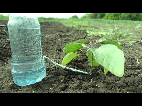 Видео: КАПЕЛЬНЫЙ ПОЛИВ ИЗ БУТЫЛКИ ЧАСТЬ 2