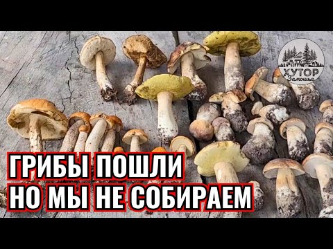 Видео: МЁД ,ГРИБЫ И КРОЛИКИ. КАК МЫ ОТДЫХАЕМ НА ХУТОРЕ