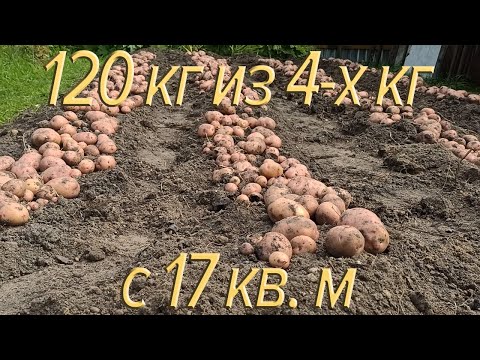 Видео: Снова картофель на садовом участке. Уход за картофелем.