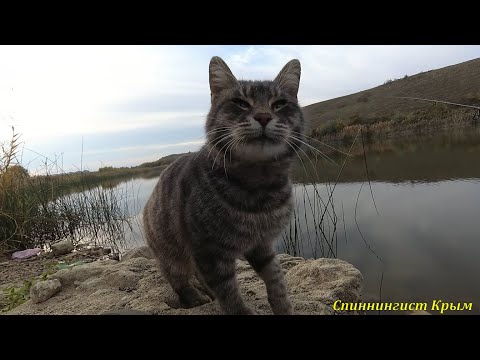 Видео: Мормышинг. Мормо-нано окуни.